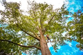 Best Commercial Tree Services  in Imperial, CA