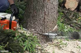  Imperial, CA Tree Removal Pros