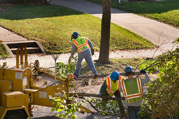 Best Leaf Removal  in Imperial, CA
